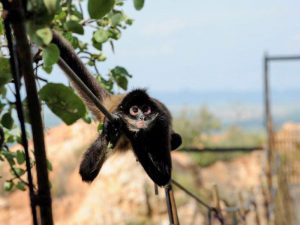 bushbabies-monkey-sanctuary